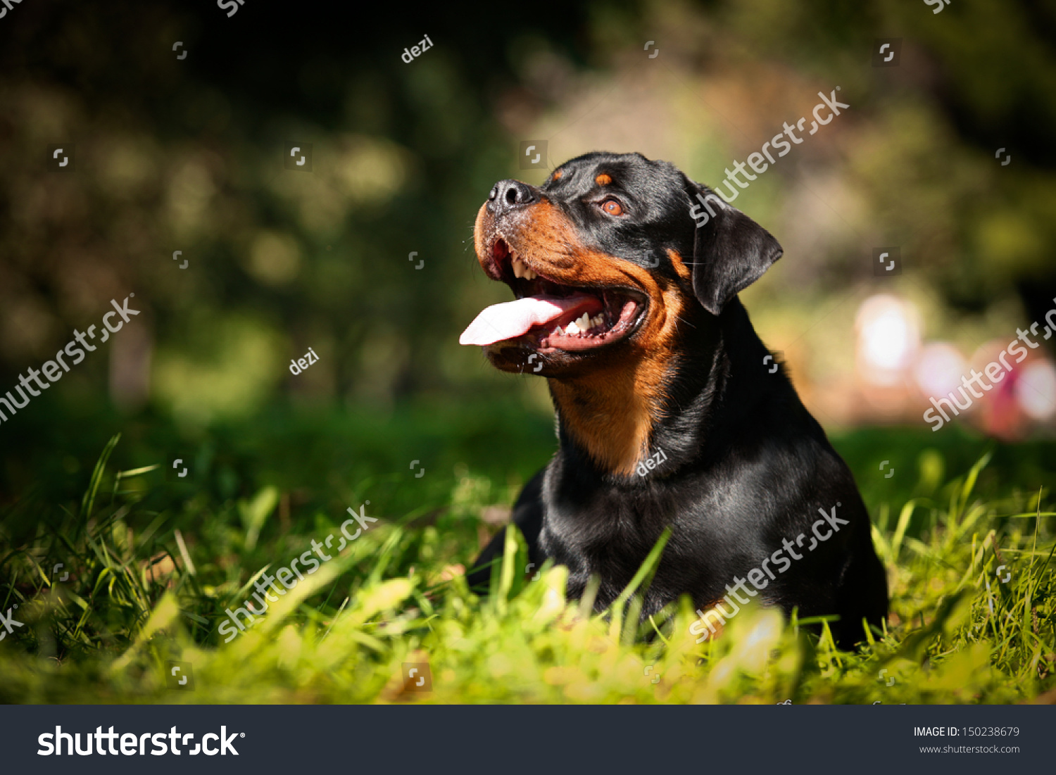 trappe spektrum hamburger Rottweiler Dog Breed On Nature Stock Photo (Edit Now) 150238679