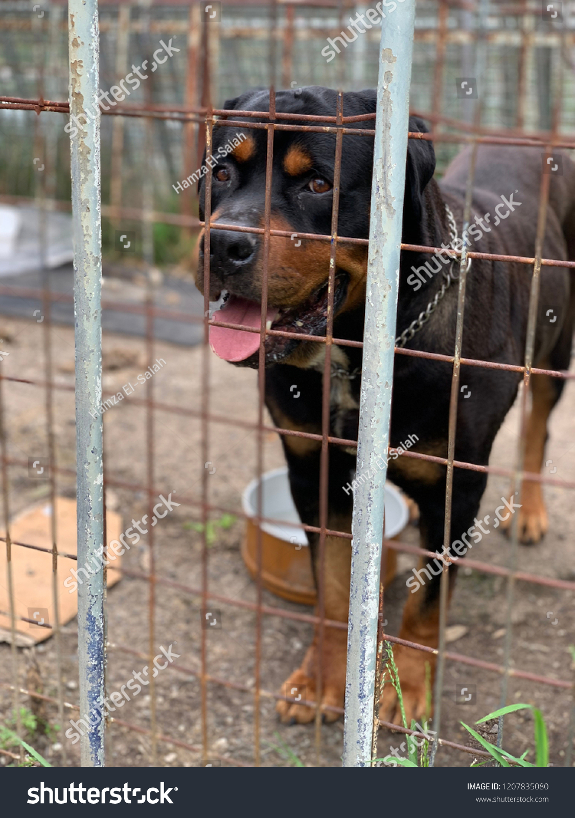 rottweiler cage