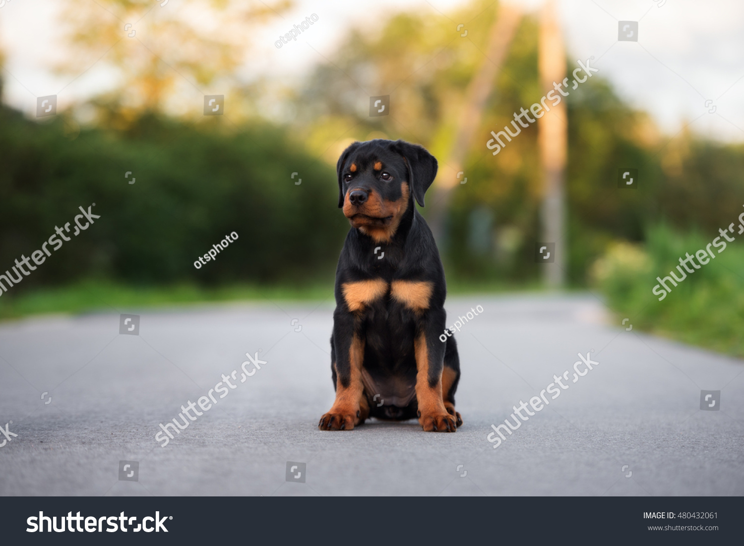 Rottweiler Puppy Sitting Outdoors Stock Photo 480432061 : Shutterstock