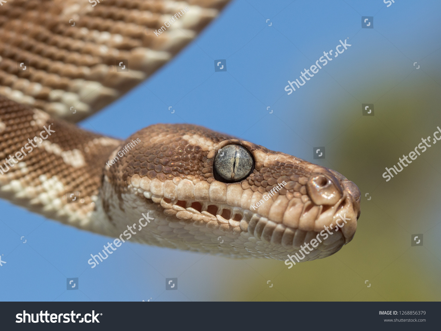 Rough Scaled Python Stock Photo Edit Now 1268856379