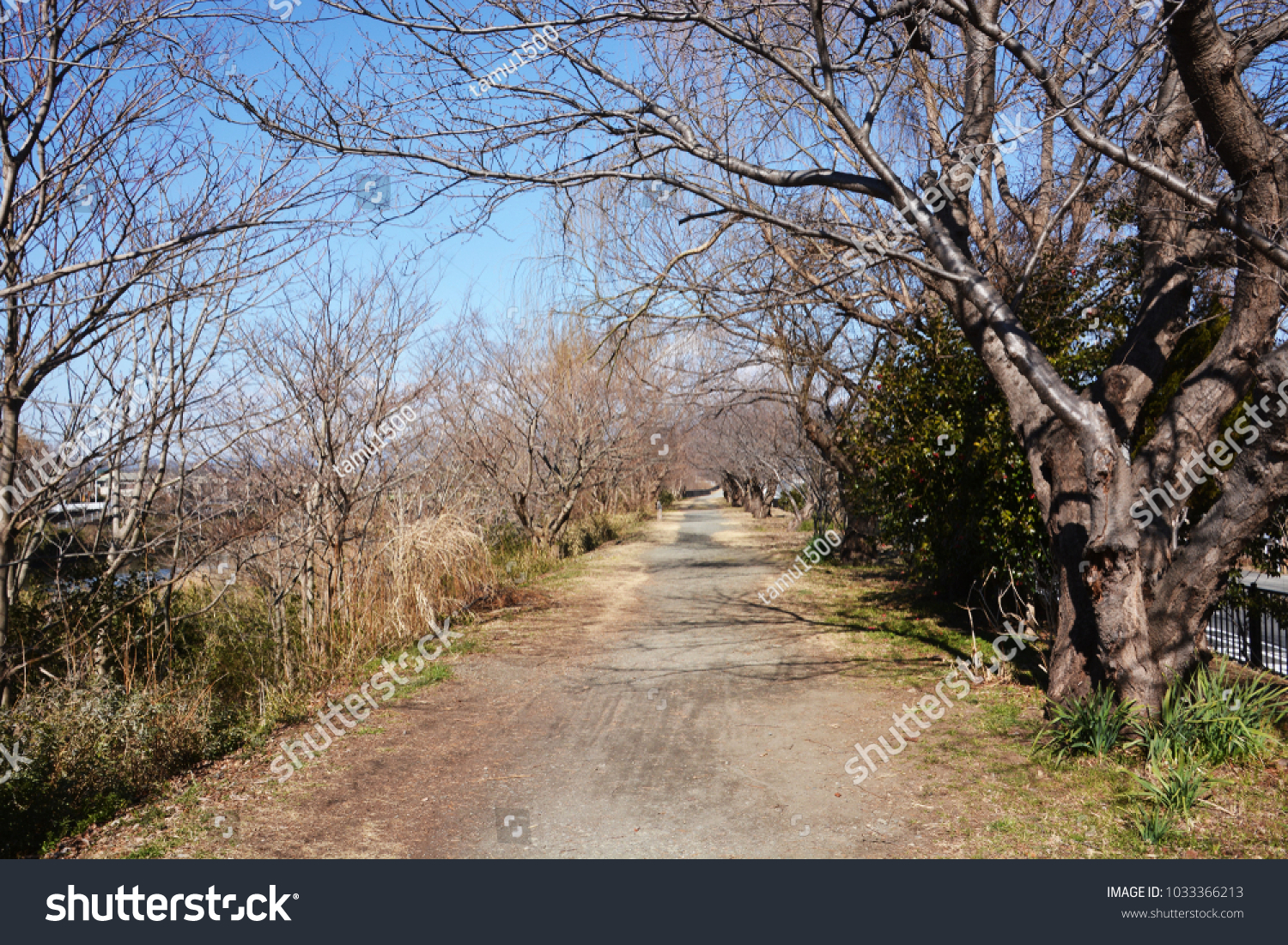 Row Cherry Blossom Trees Winter Stock Photo Edit Now