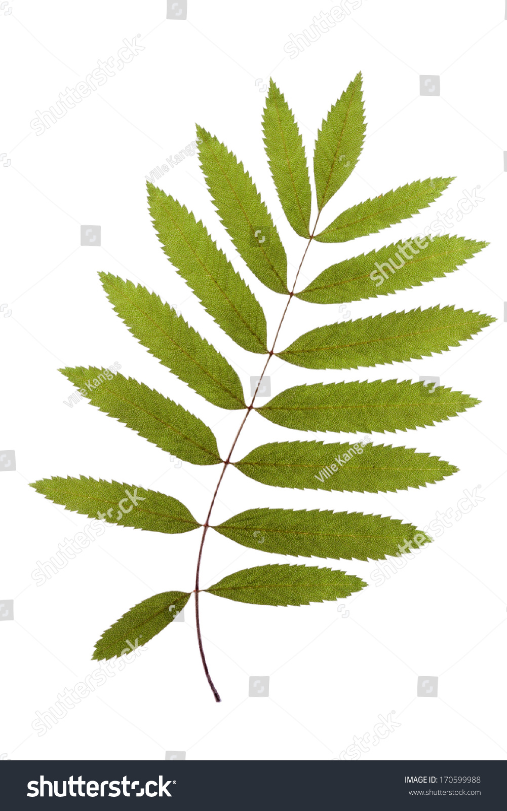 Rowan Leaf Stock Photo 170599988 : Shutterstock