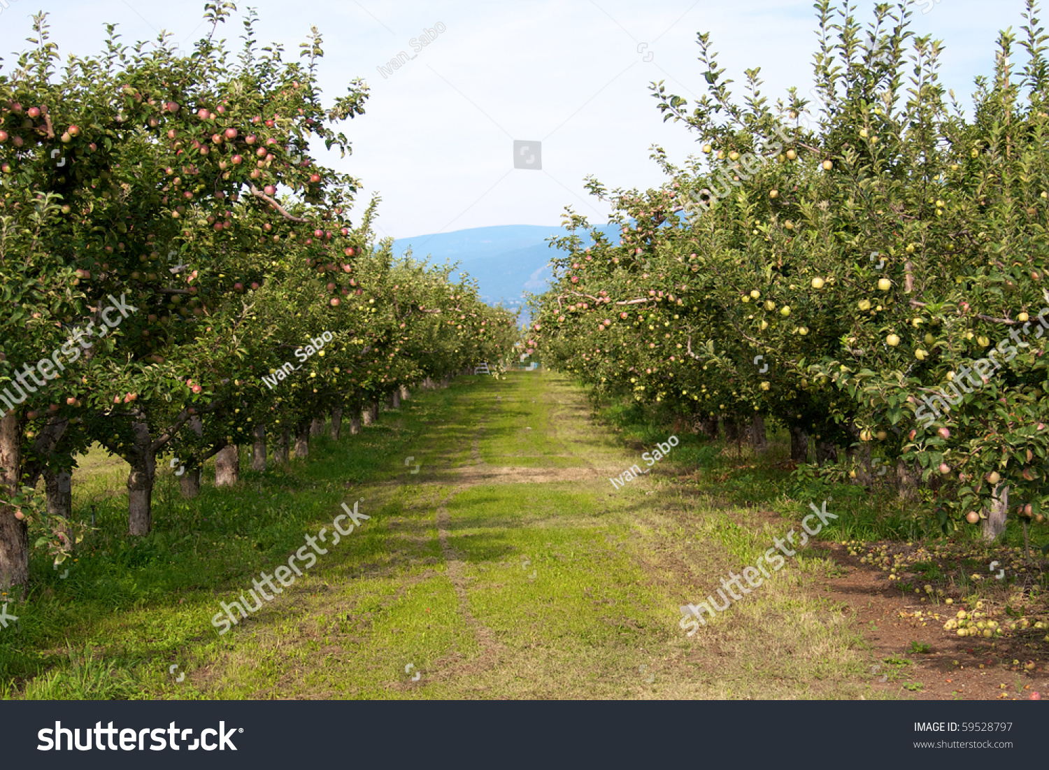 Rows Of Apple Trees In An Orchard In Kelowna, Canada Stock Photo ...