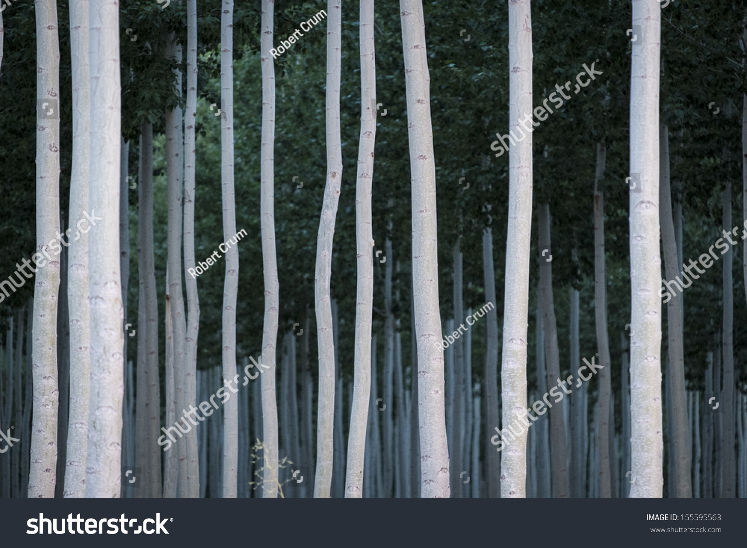 Rows Poplars Tree Farm Paper Industry Stock Photo Edit Now 155595563