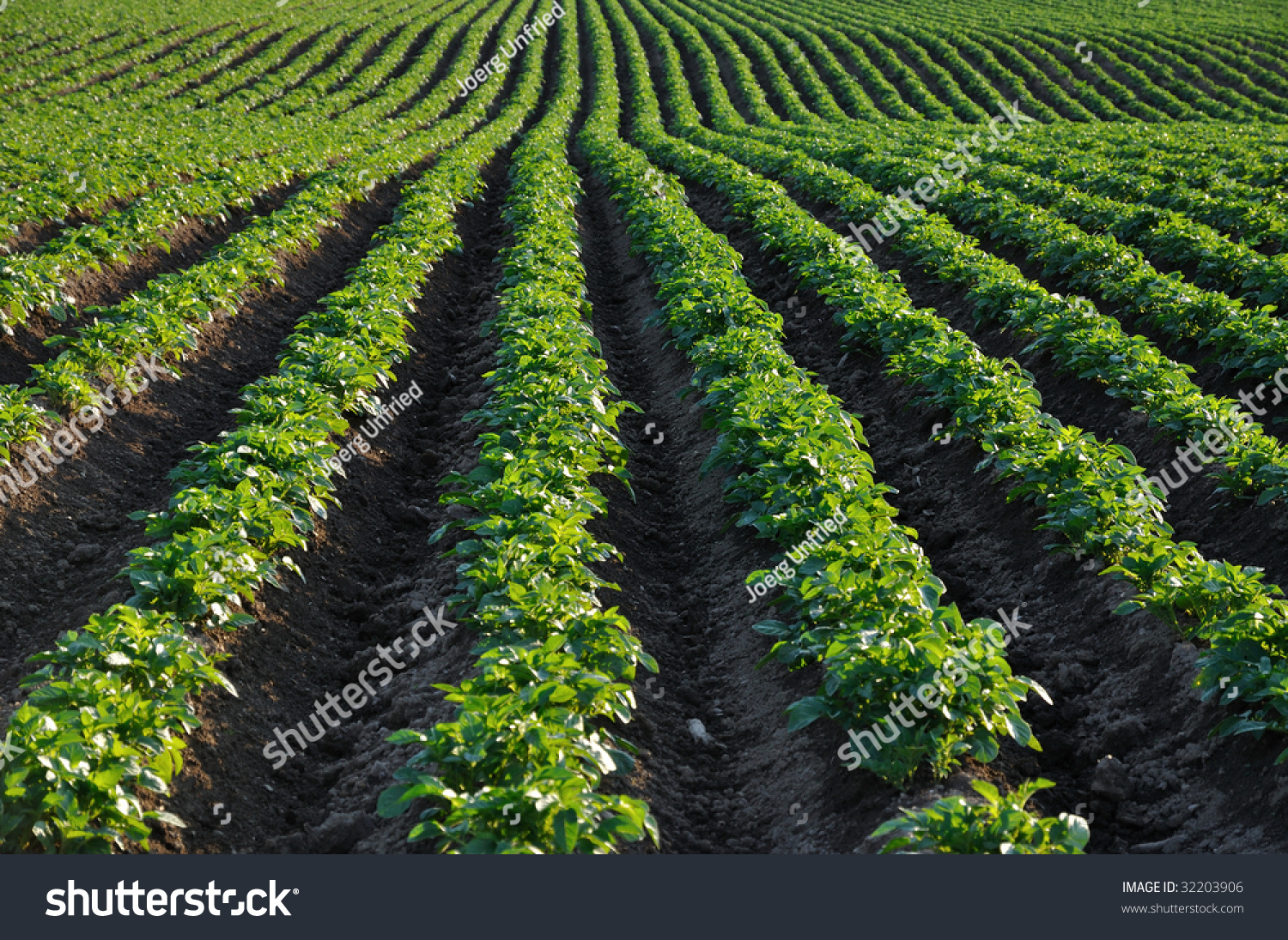 Rows Of Potatoes In Field Stock Photo 32203906 : Shutterstock