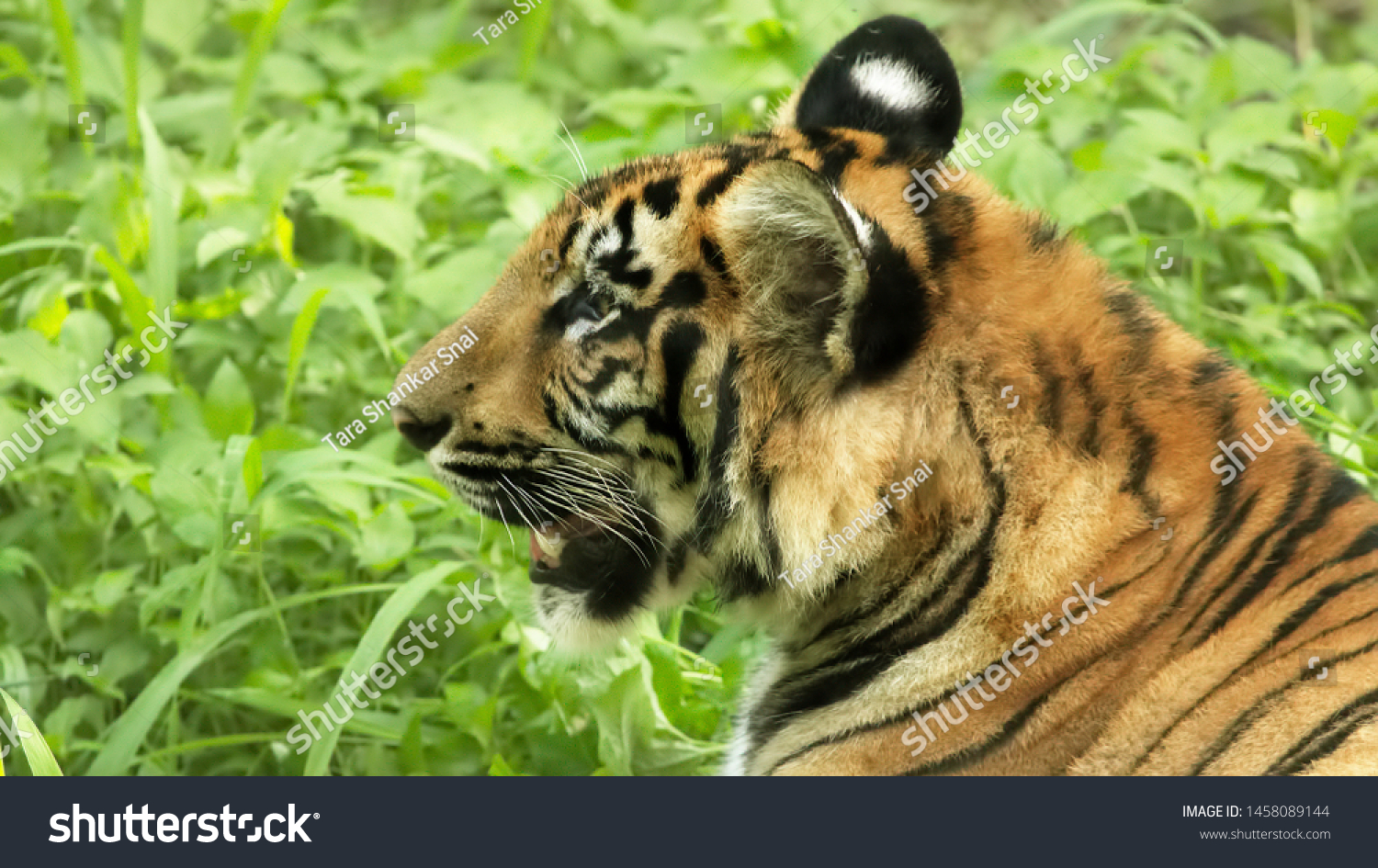 the royal bengal tiger of the sundarbans is quite renowned worldwide