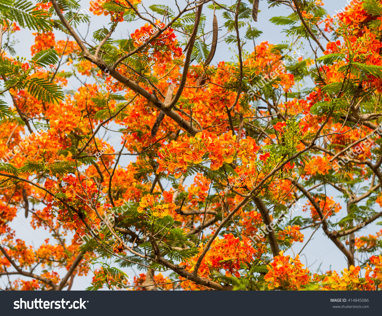 Royal Poinciana Tree Delonix Regia Aka Stock Photo 414845086 | Shutterstock