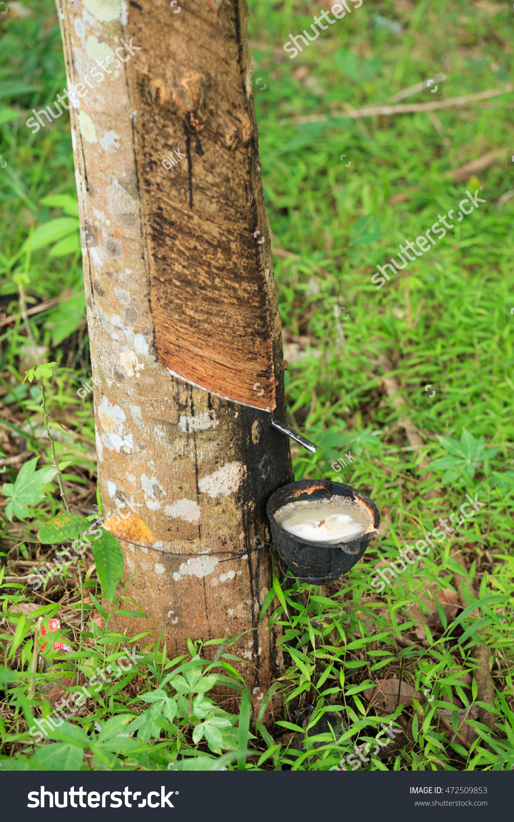 natural rubber thailand