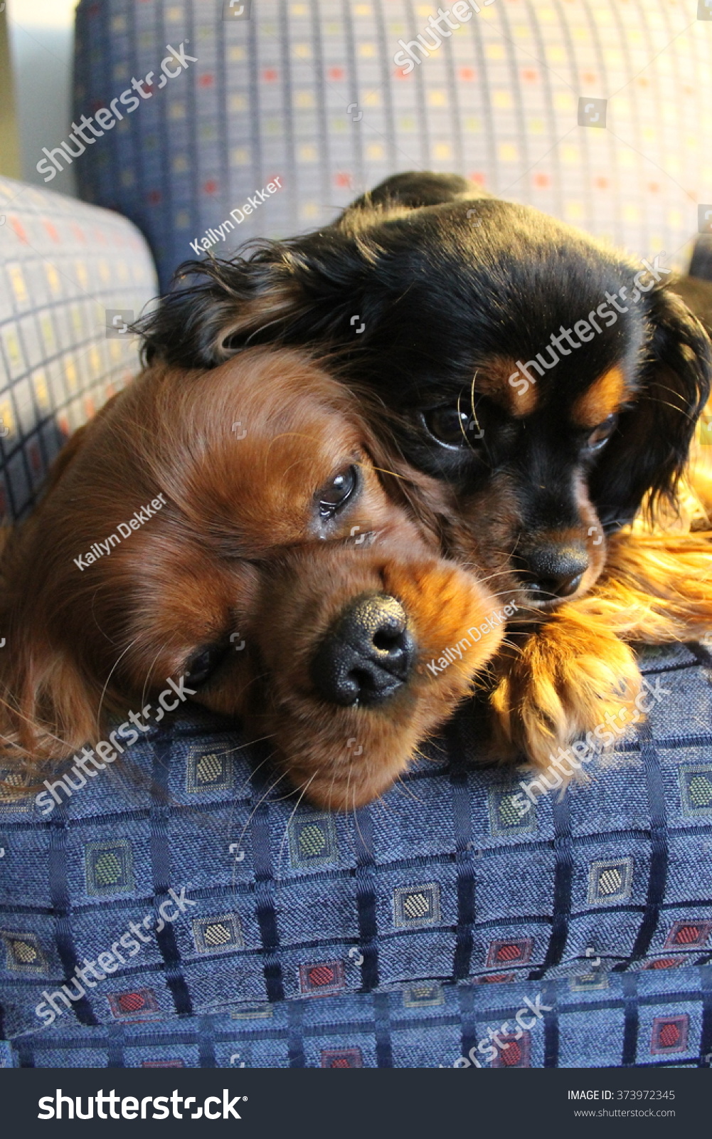 ruby and black cavaliers