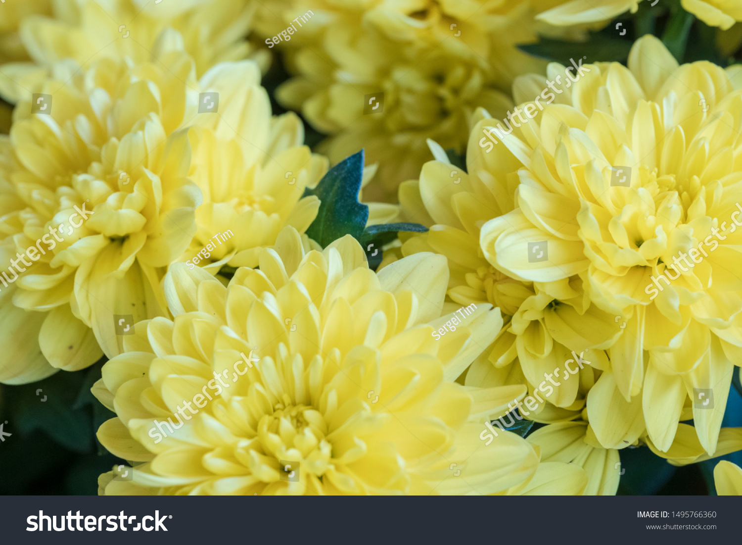 Rudbeckia Flower Golden Ball Light Yellow Stock Photo Edit Now