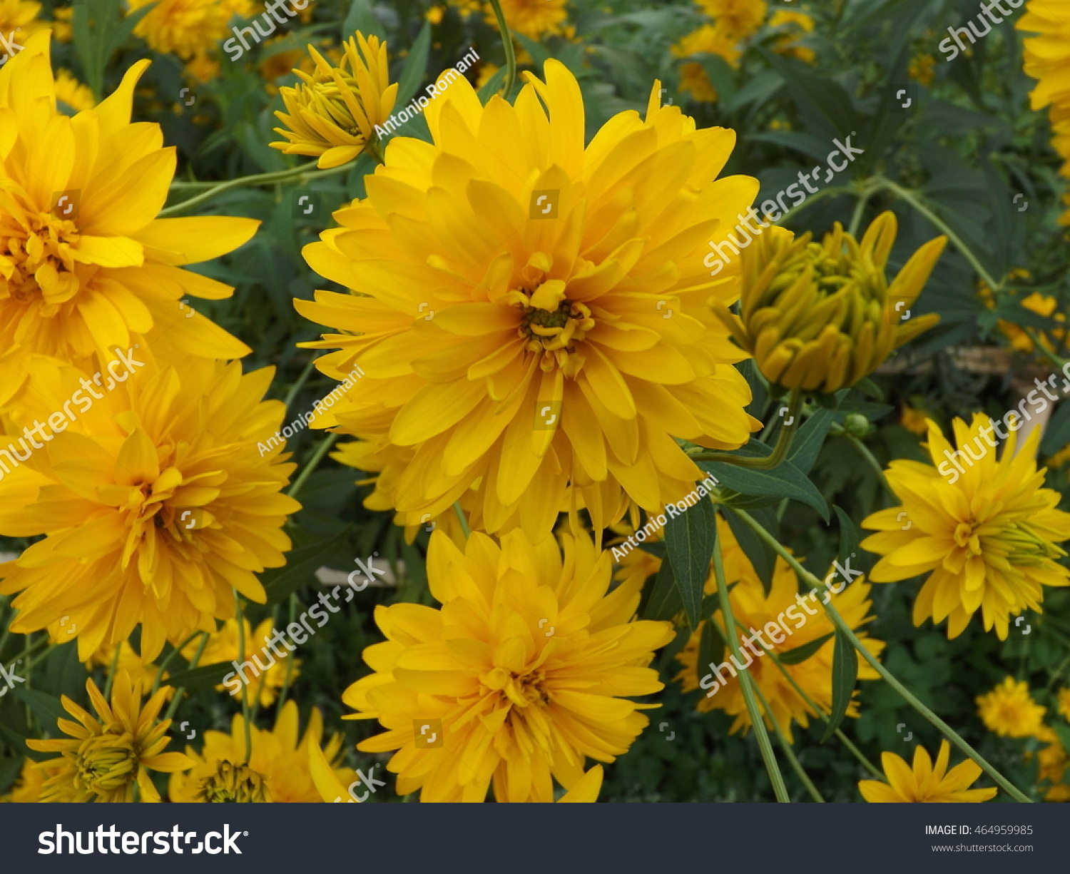 Rudbeckia Golden Ball Flowers Stock Photo Edit Now