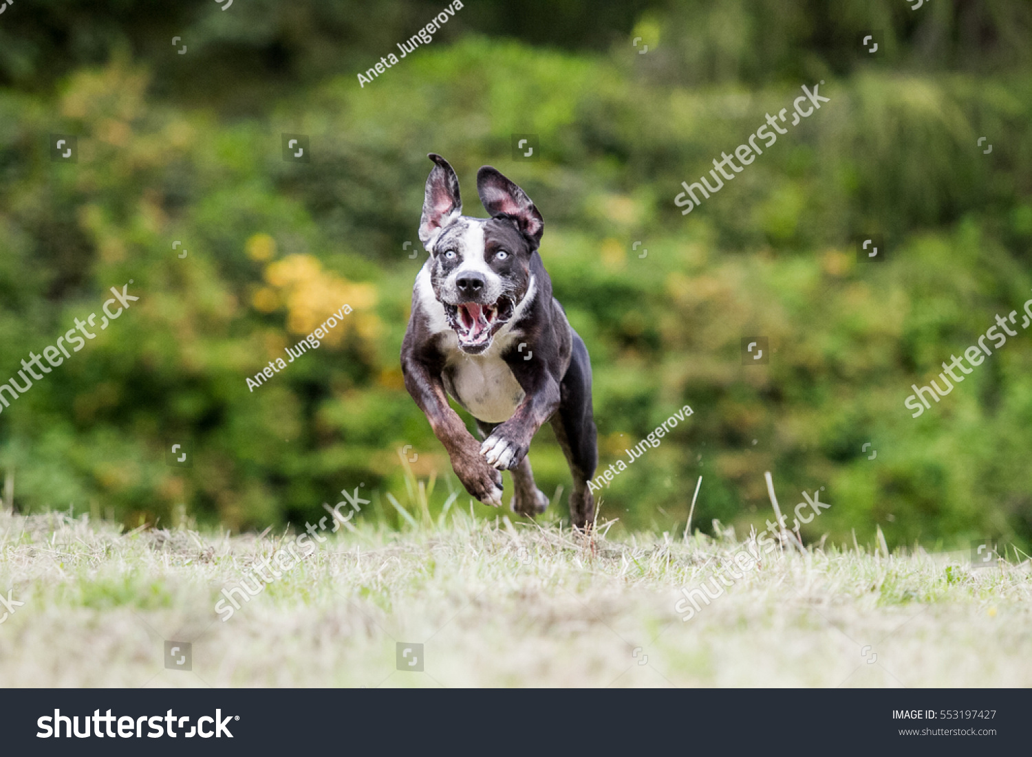 Running Louisiana Catahoula Leopard Dog Stock Photo Edit Now 553197427