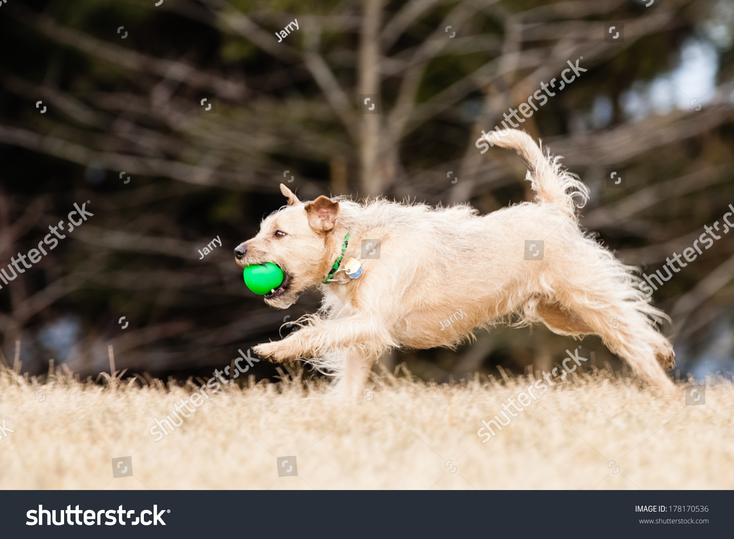 mutt ball