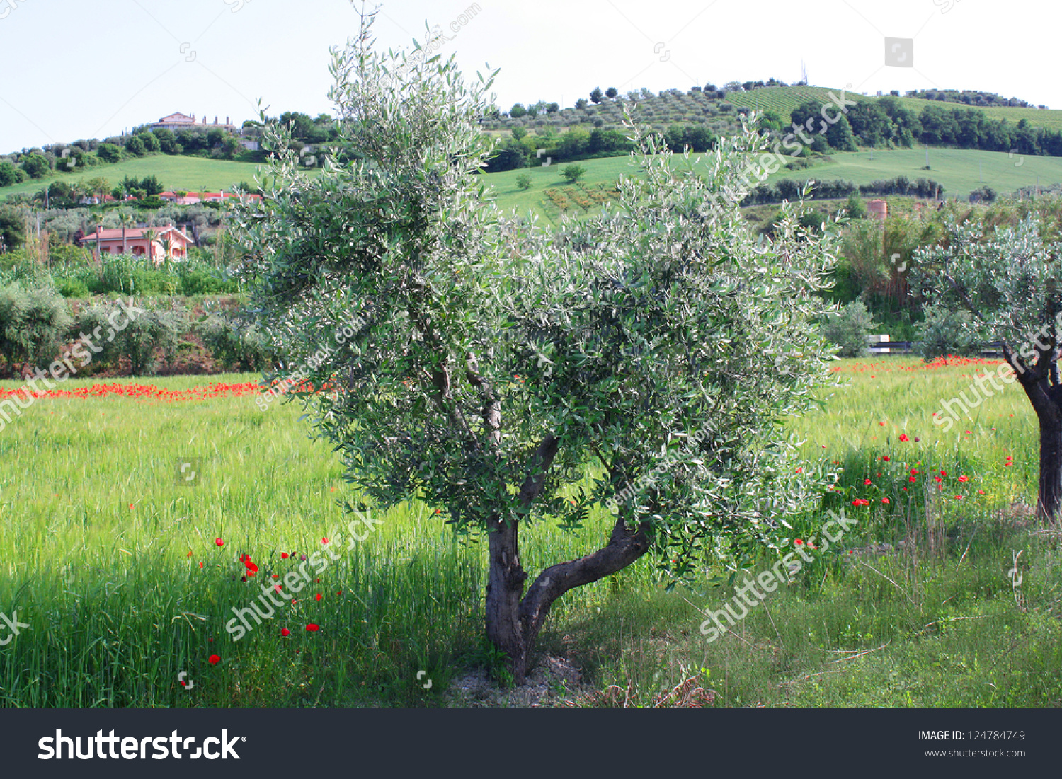 Rural Italian Landscape Olive Trees Poppies Stock Image Download Now