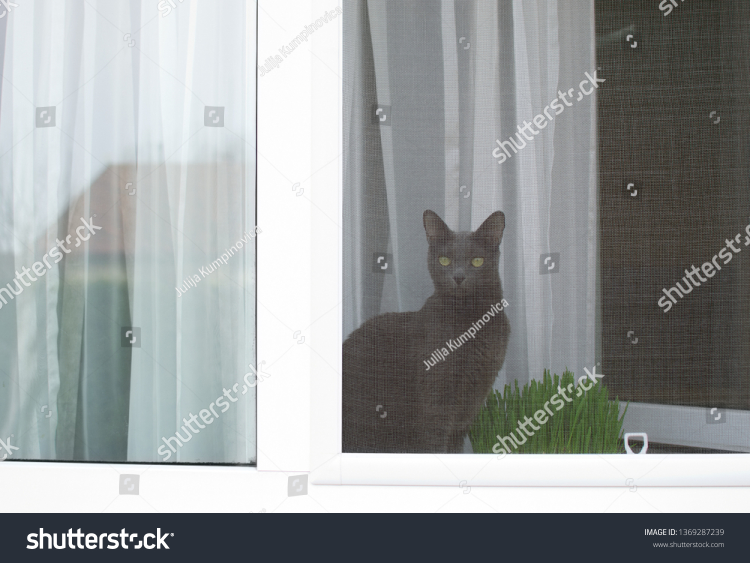 Russian Blue Cat Sitting On Window Stock Photo Edit Now