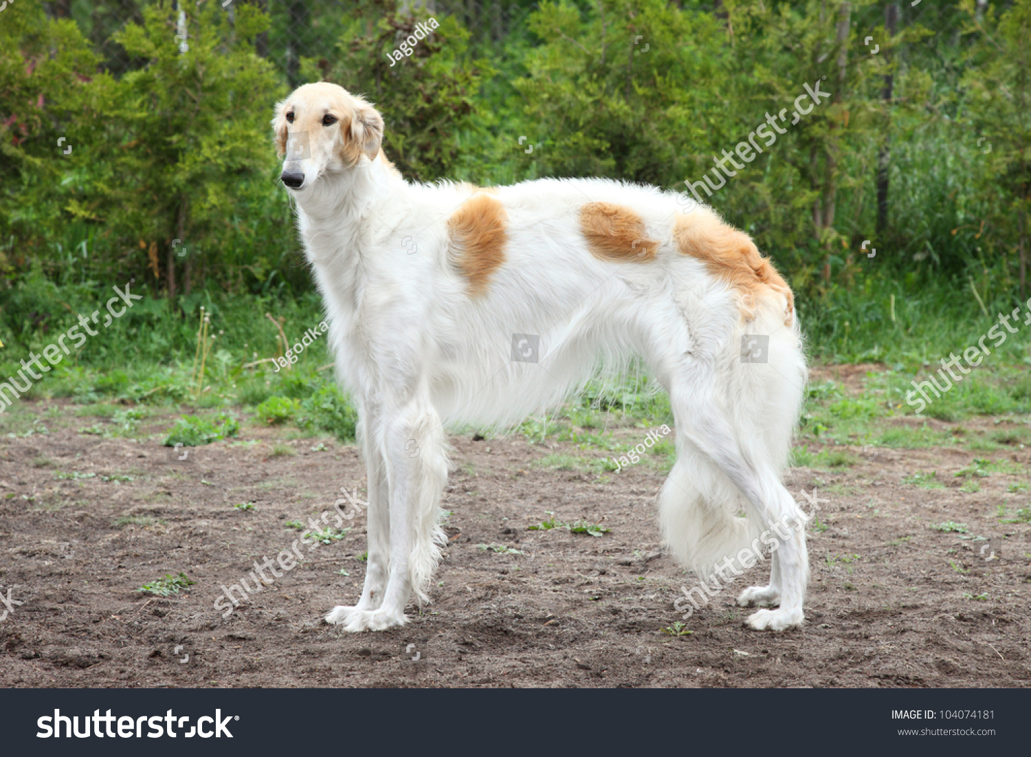 Russian Borzoi, Greyhound Dog Standing. Outdoor Shoot Stock Photo ...