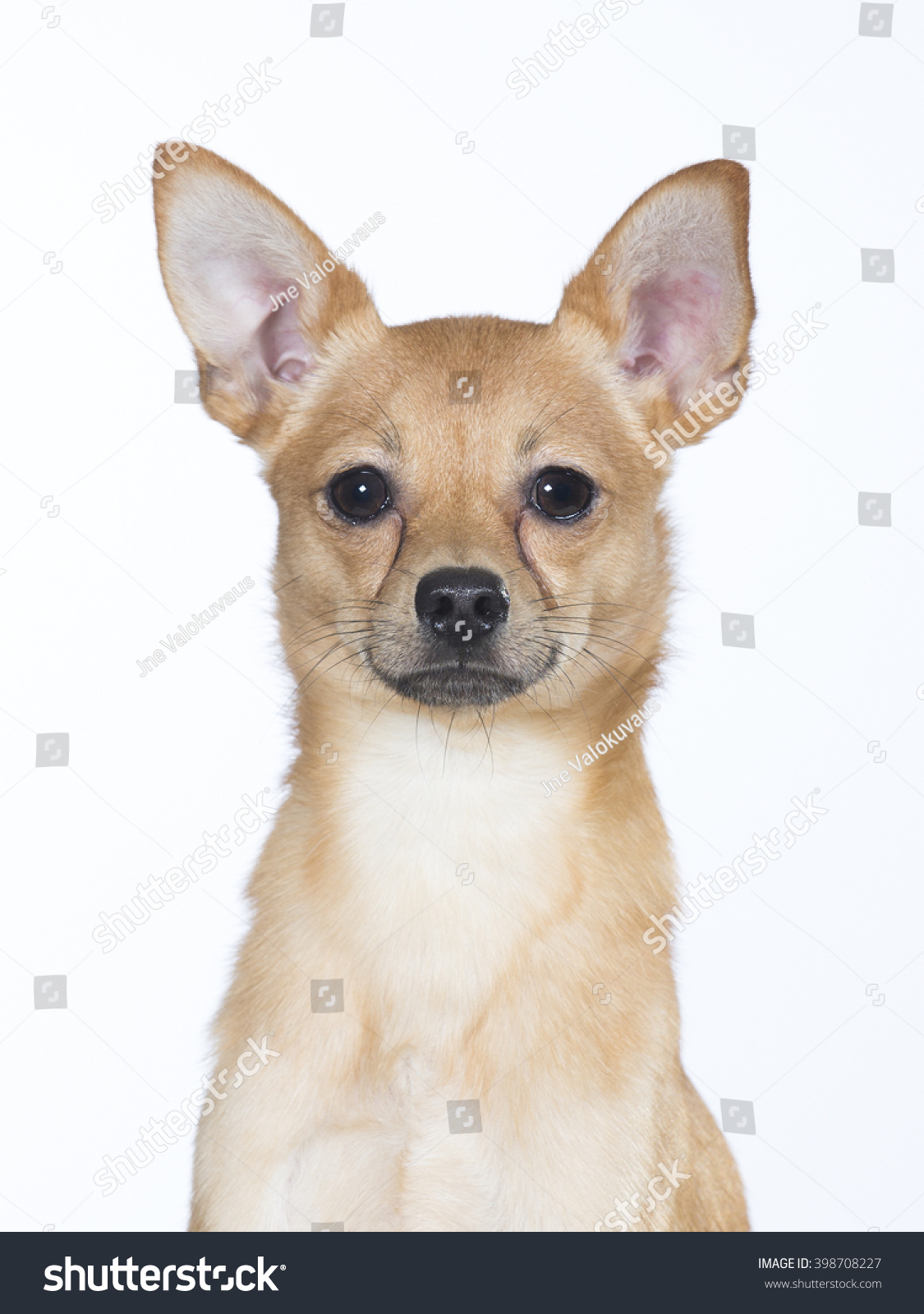 russian toy terrier price