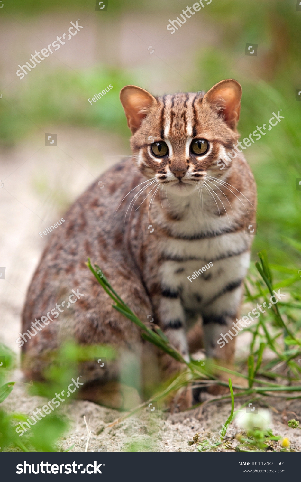 stock photo rusty spotted cat sit in sand and dense vegetation is the world s smallest cat and is native to 1124461601