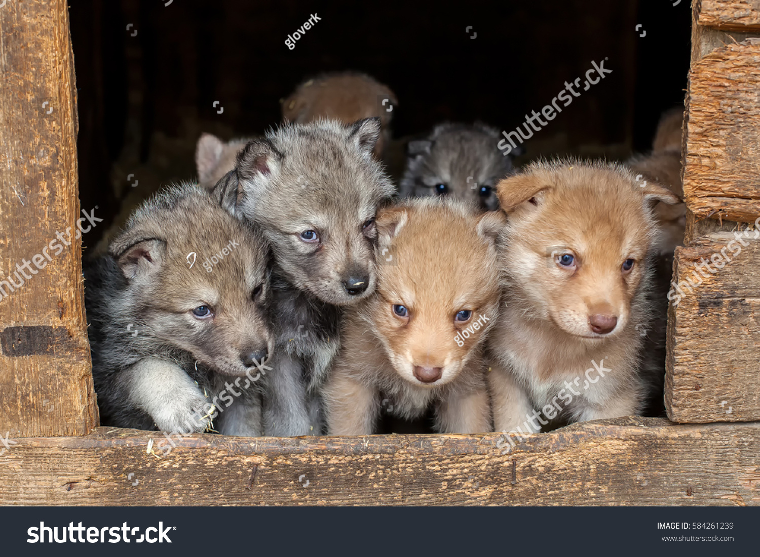 Saarloos Wolfdog Puppies Hutch Stock Photo Edit Now 584261239
