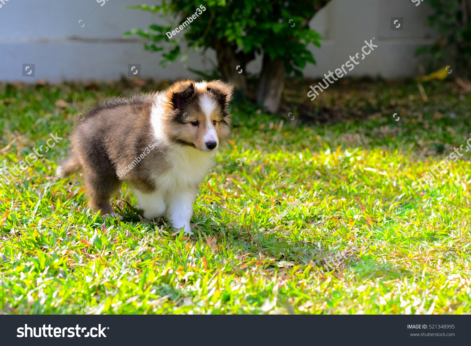 Sable Color Shetland Sheepdog Shelties Puppy Stock Photo Edit Now 521348995