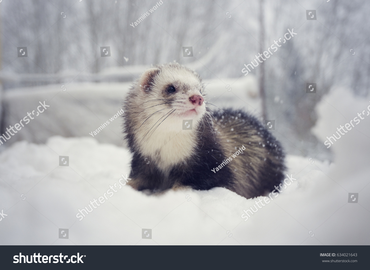 Sable Mitt Ferret White Bib Snow Stock Photo Edit Now 634021643