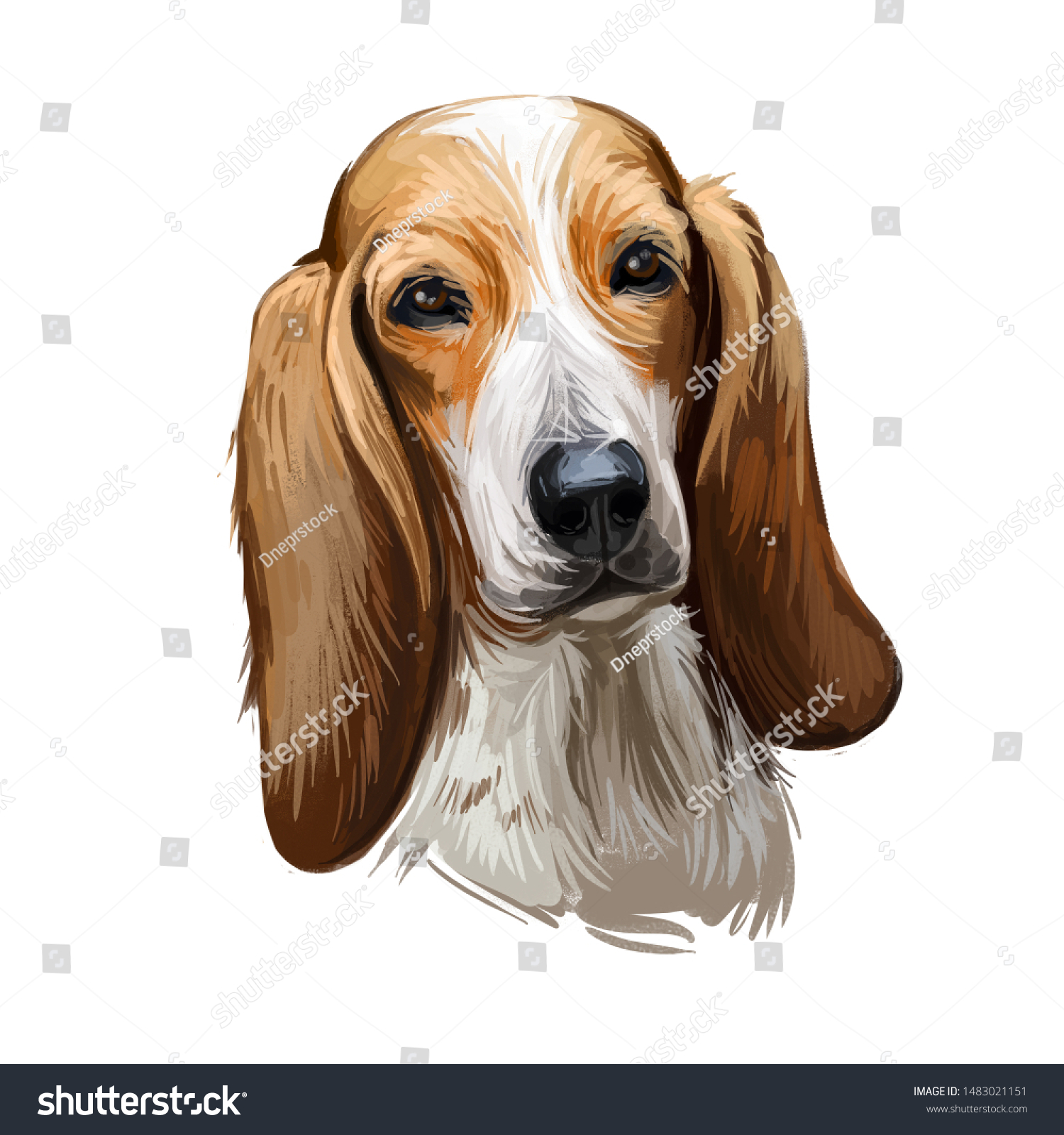 Stokovaya Illyustraciya Sabueso Fino Colombiano Dog Portrait Isolated 1483021151