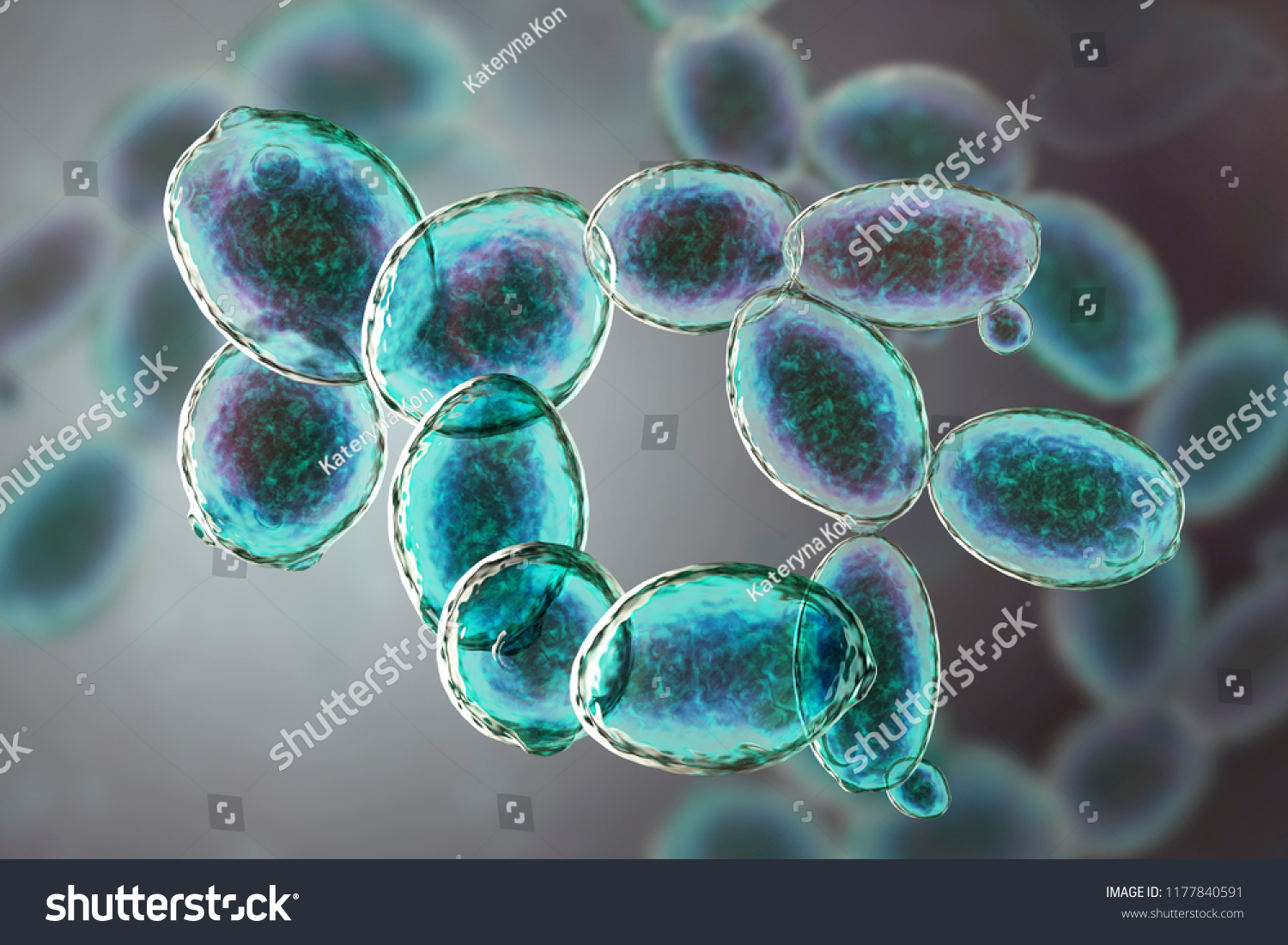 Saccharomyces Cerevisiae Yeast 3d Illustration Microscopic Stock Illustration 1177840591 