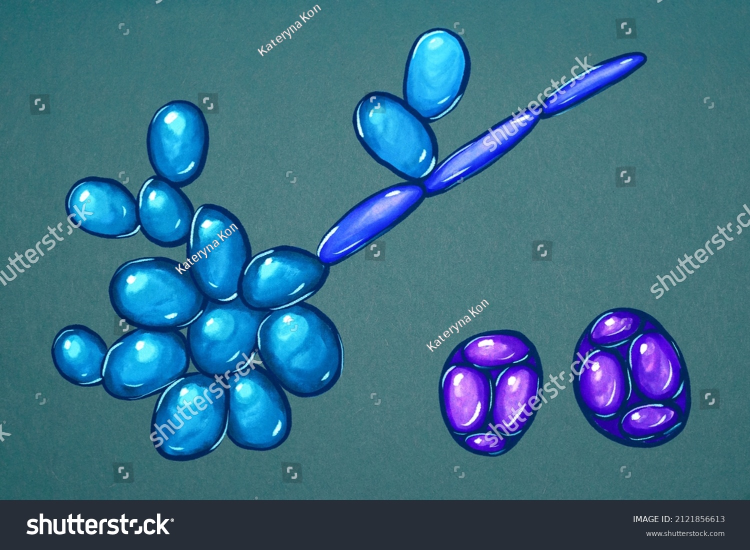 saccharomyces-cerevisiae-yeast-scientific-illustration-showing-stock