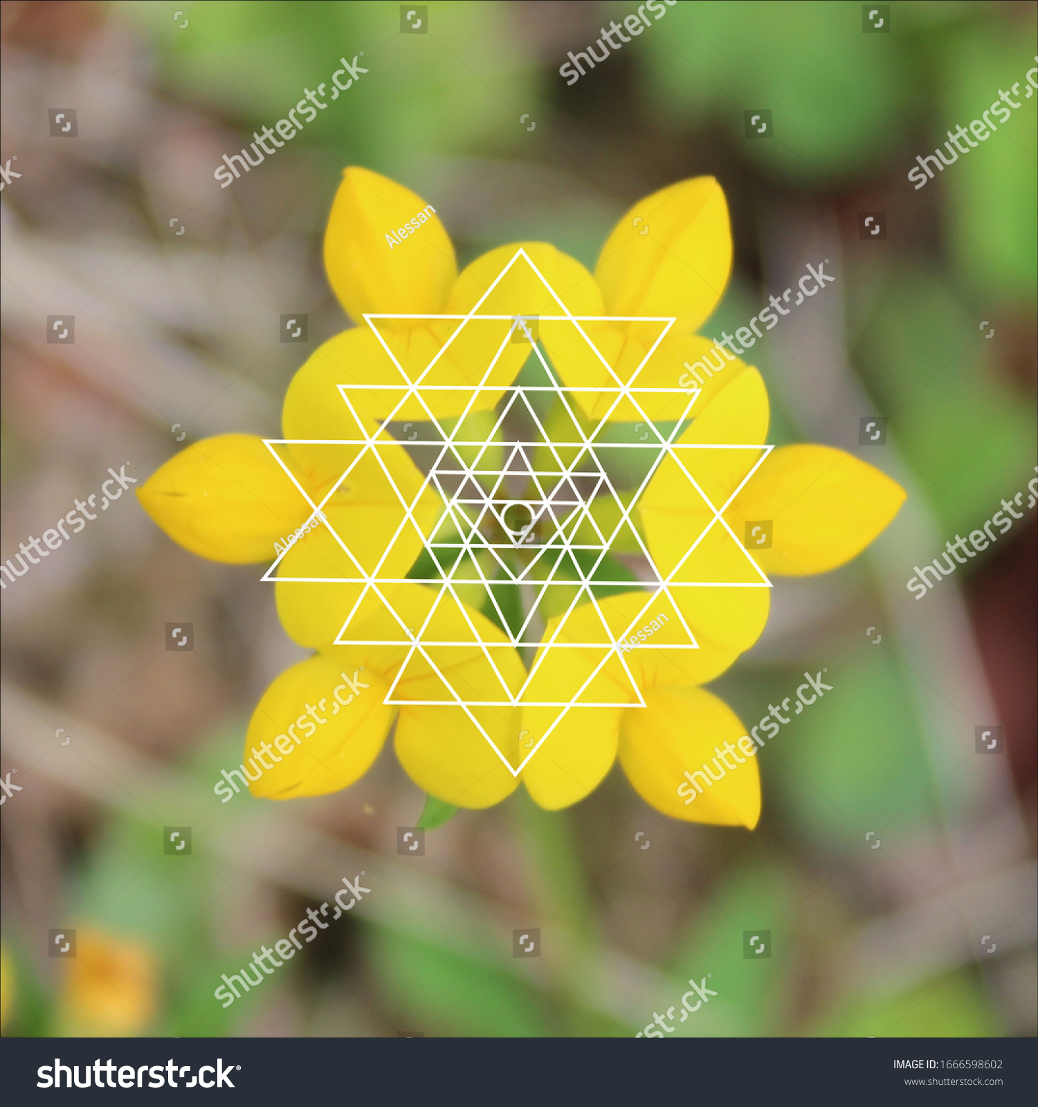 Sacred Geometry Nature Sri Yantra Hexagram Photo (Edit Now) 1666598602