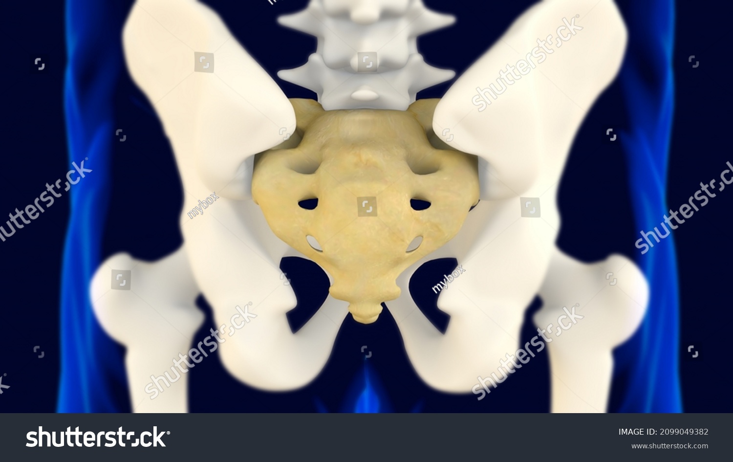 Sacrum Coccyx Anatomy 3d Rendering Medical Stock Illustration 2099049382