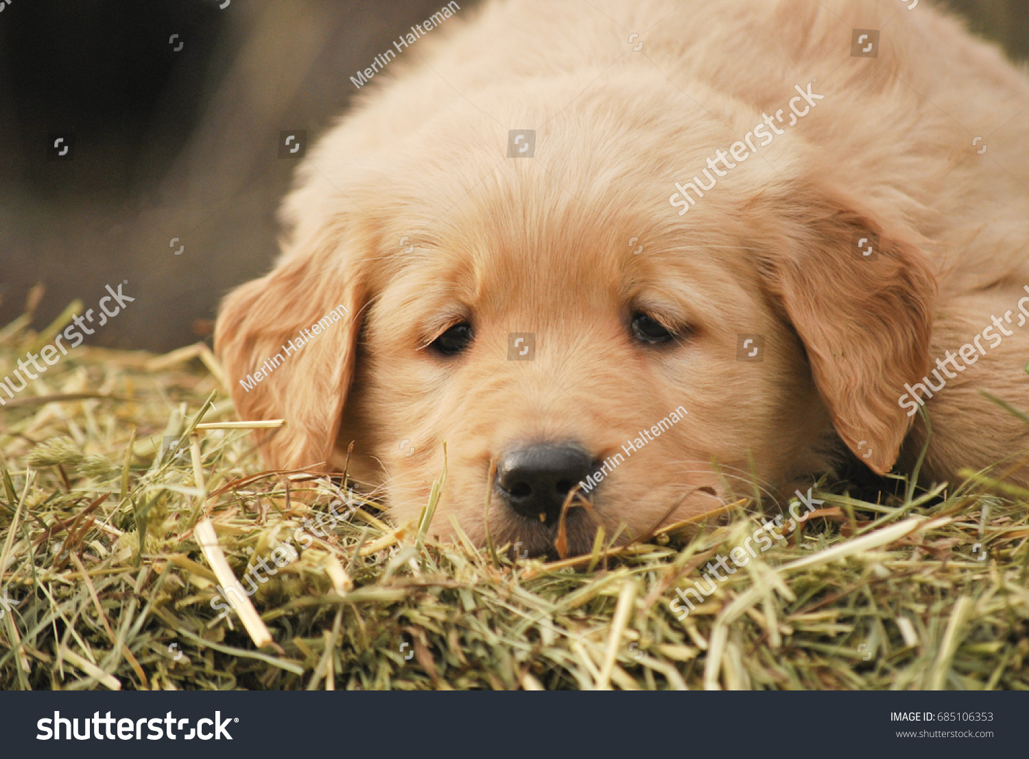 Sad Cute Golden Retriever Puppy Resting Stock Photo Edit Now 685106353