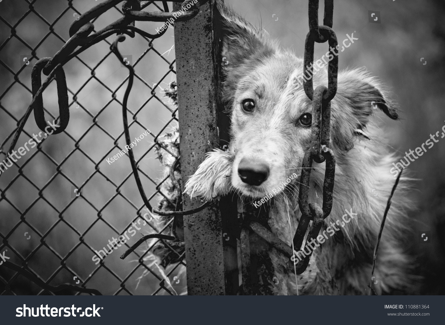Sad Dirty Dog Black And White On Fence Stock Photo 110881364 : Shutterstock
