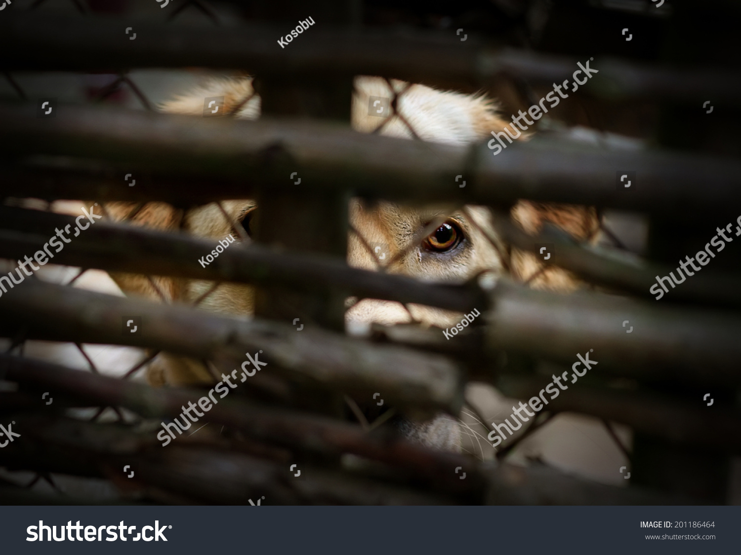 12,825 Animal abuse Images, Stock Photos & Vectors | Shutterstock