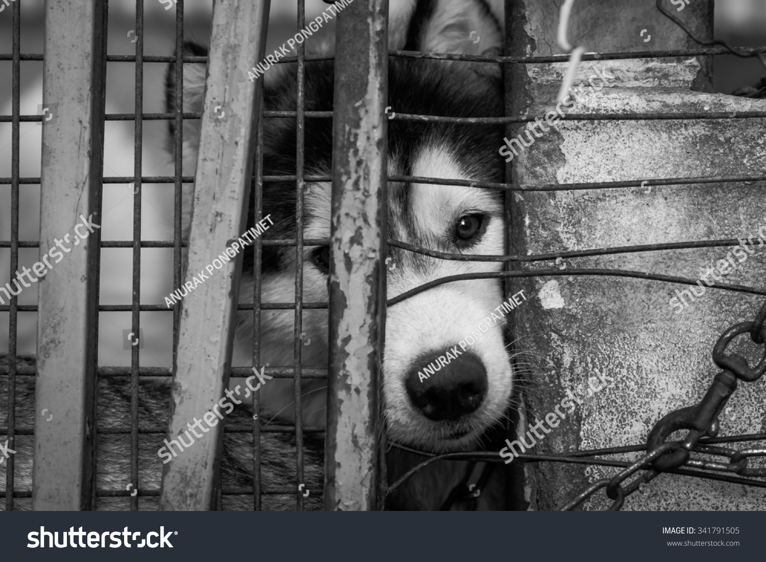 Sad Dog Locked Cage Stock Photo 341791505 - Shutterstock