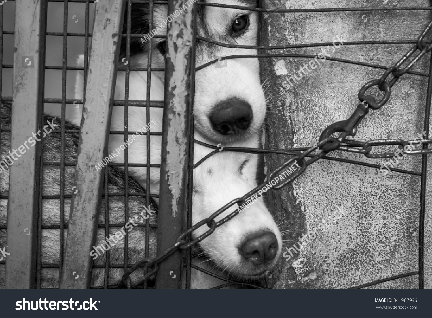 Sad Dog Locked Cage Stock Photo 341987996 - Shutterstock