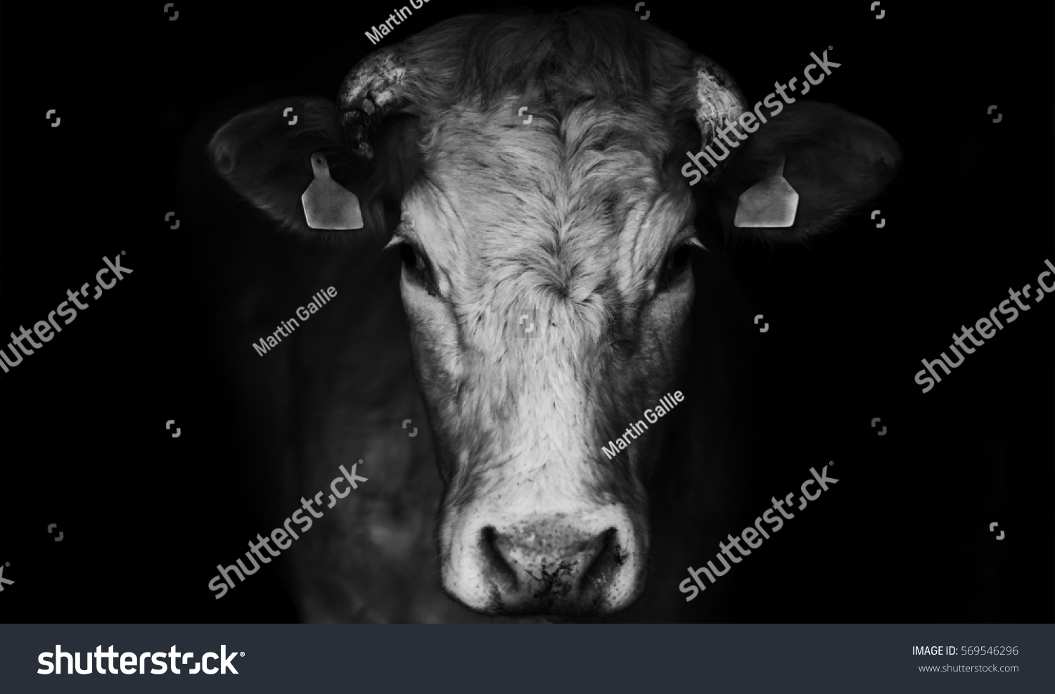 Sad Farm Cow Close Portrait On Stock Photo 569546296 | Shutterstock