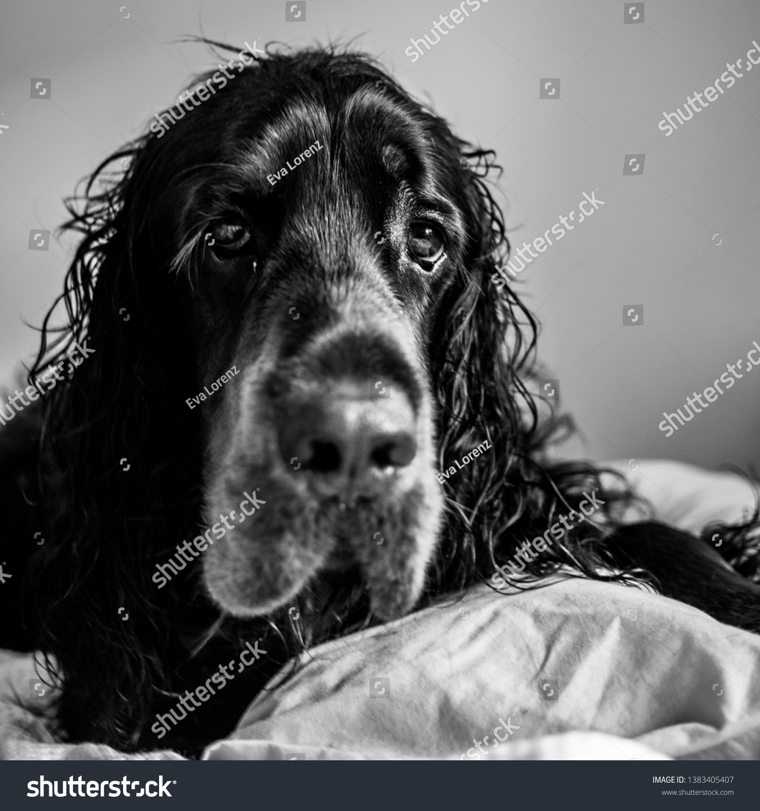 Sad Gordon Setter Dog Black White Stock Photo Edit Now 1383405407