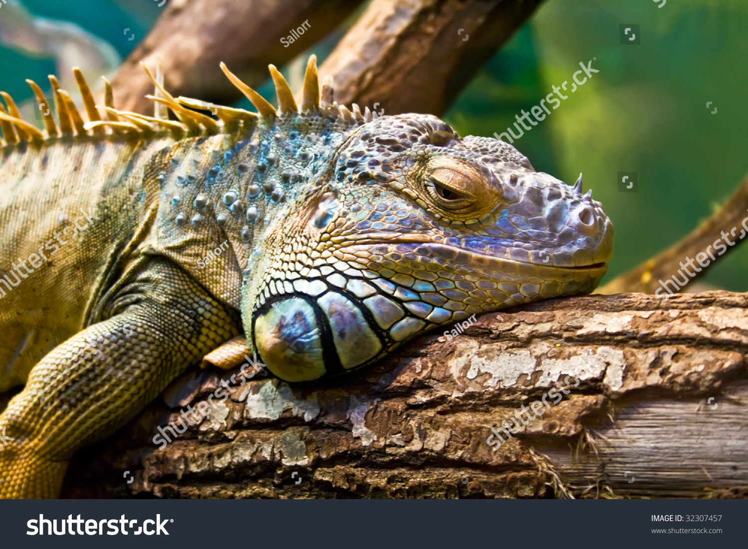 Sad Iguana Lying Along A Branch Stock Photo 32307457 : Shutterstock