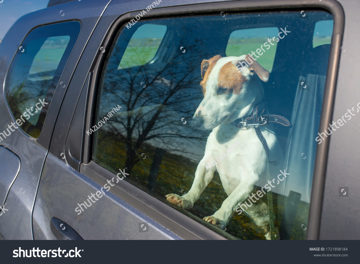 Sad Jack Russell Terrier Dog Waiting Stock Photo 1721898184 | Shutterstock