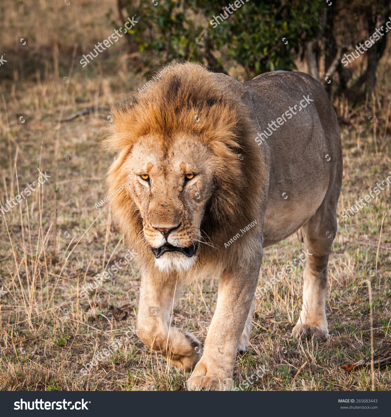 Sad Lion King Jungle Kenya Stock Photo Edit Now 265683443