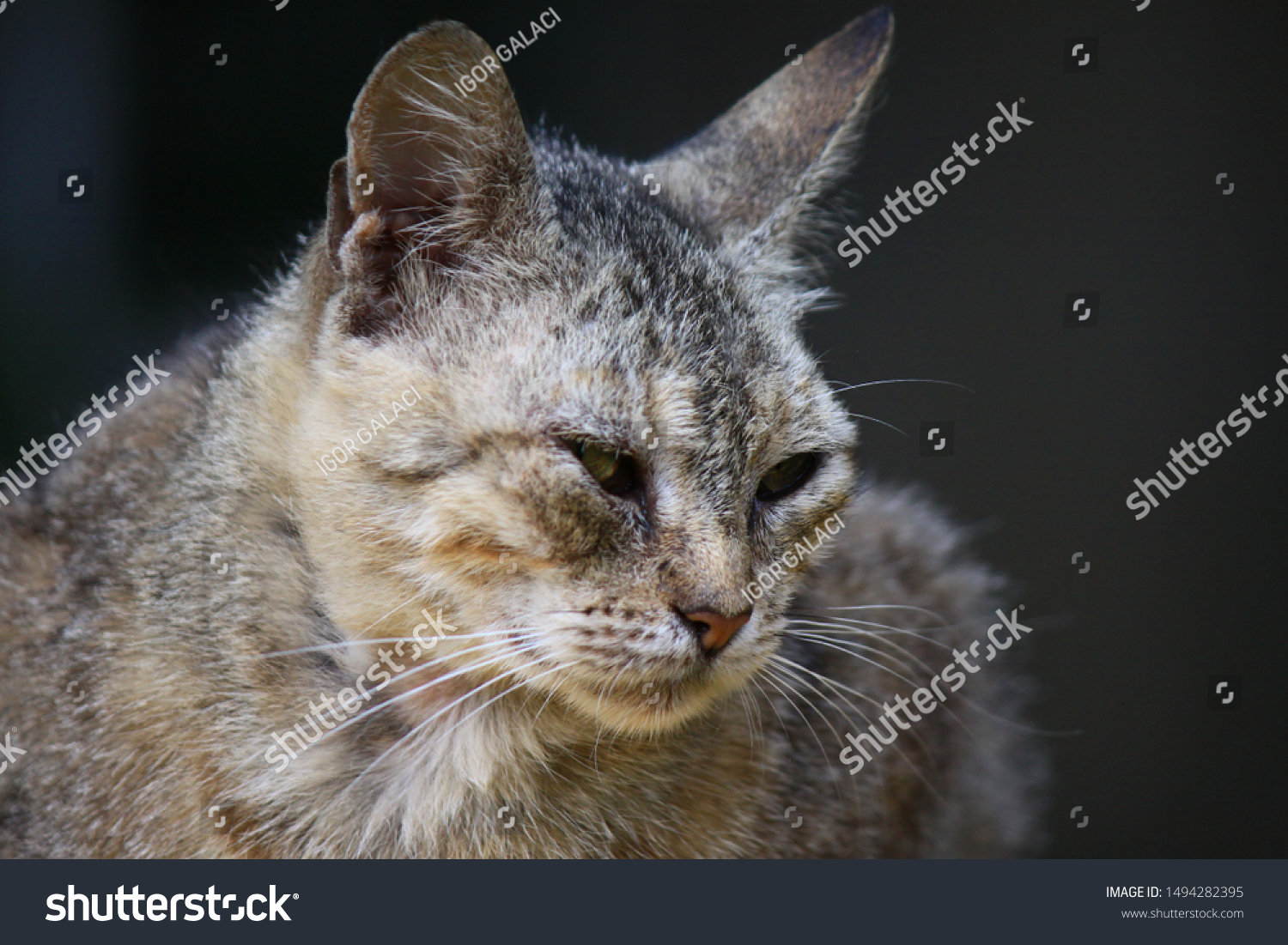 Sad Lonely Abandoned Cat Outside Stock Photo Edit Now 1494282395