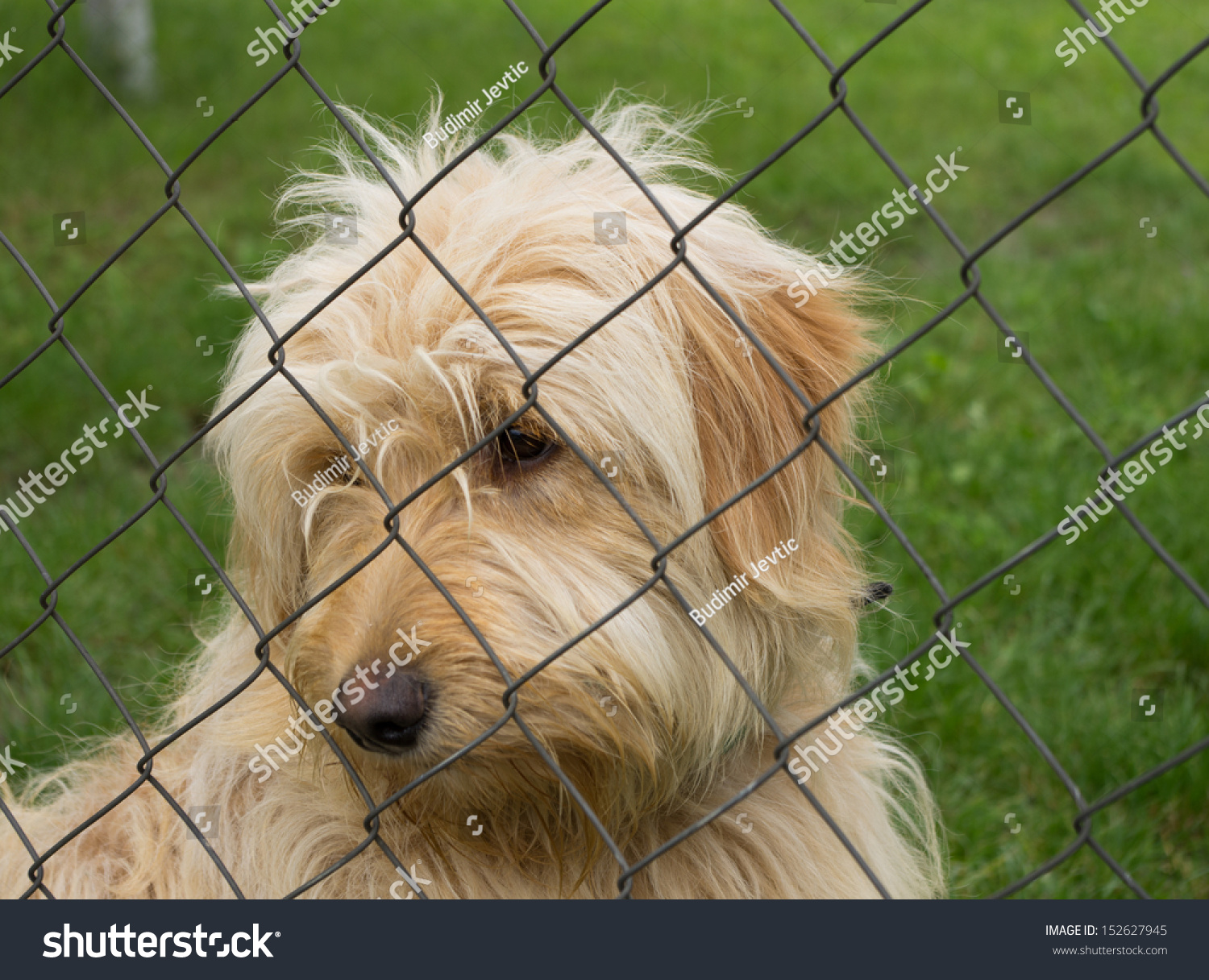 Sad Lonely Dog Behind Fence Stock Photo 152627945 Shutterstock