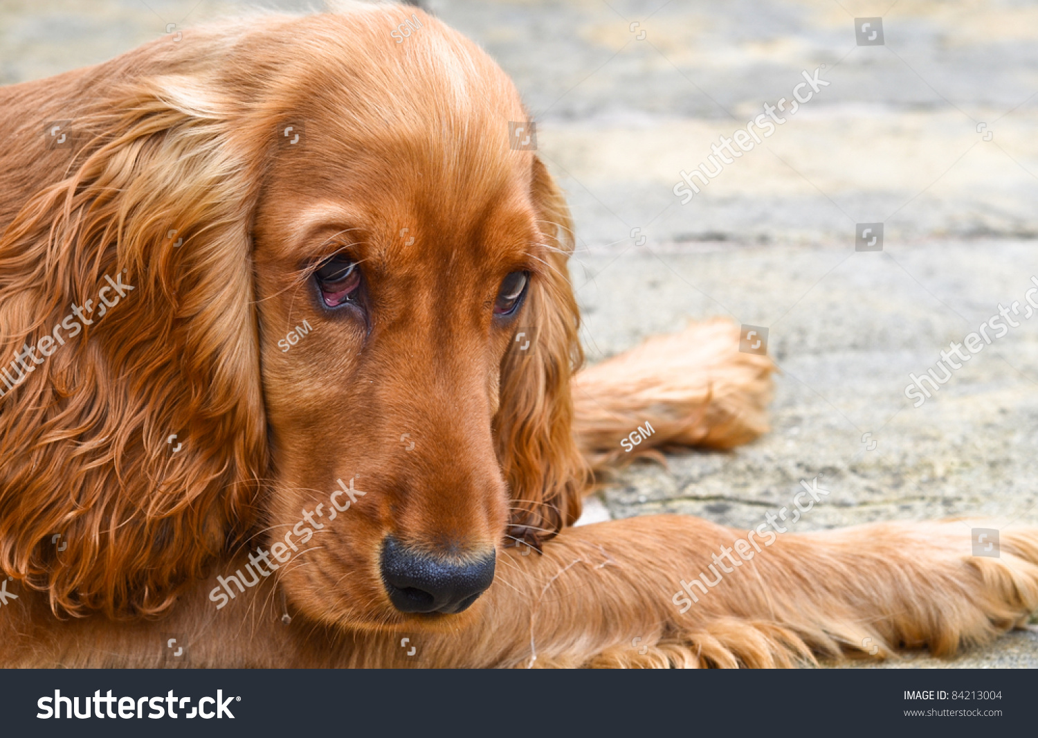 Sad Looking Cocker Spaniel Puppy Stock Photo 84213004 : Shutterstock