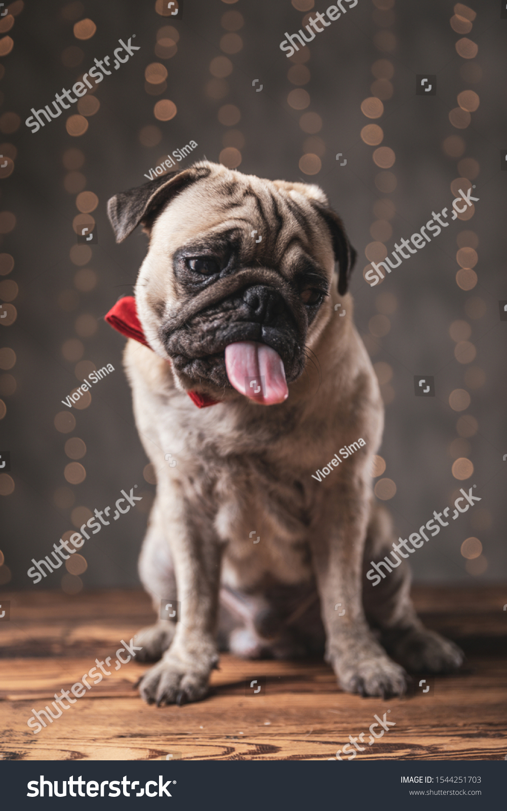 Sad Pug Dog Sitting Sticking Out Stock Photo 1544251703 | Shutterstock