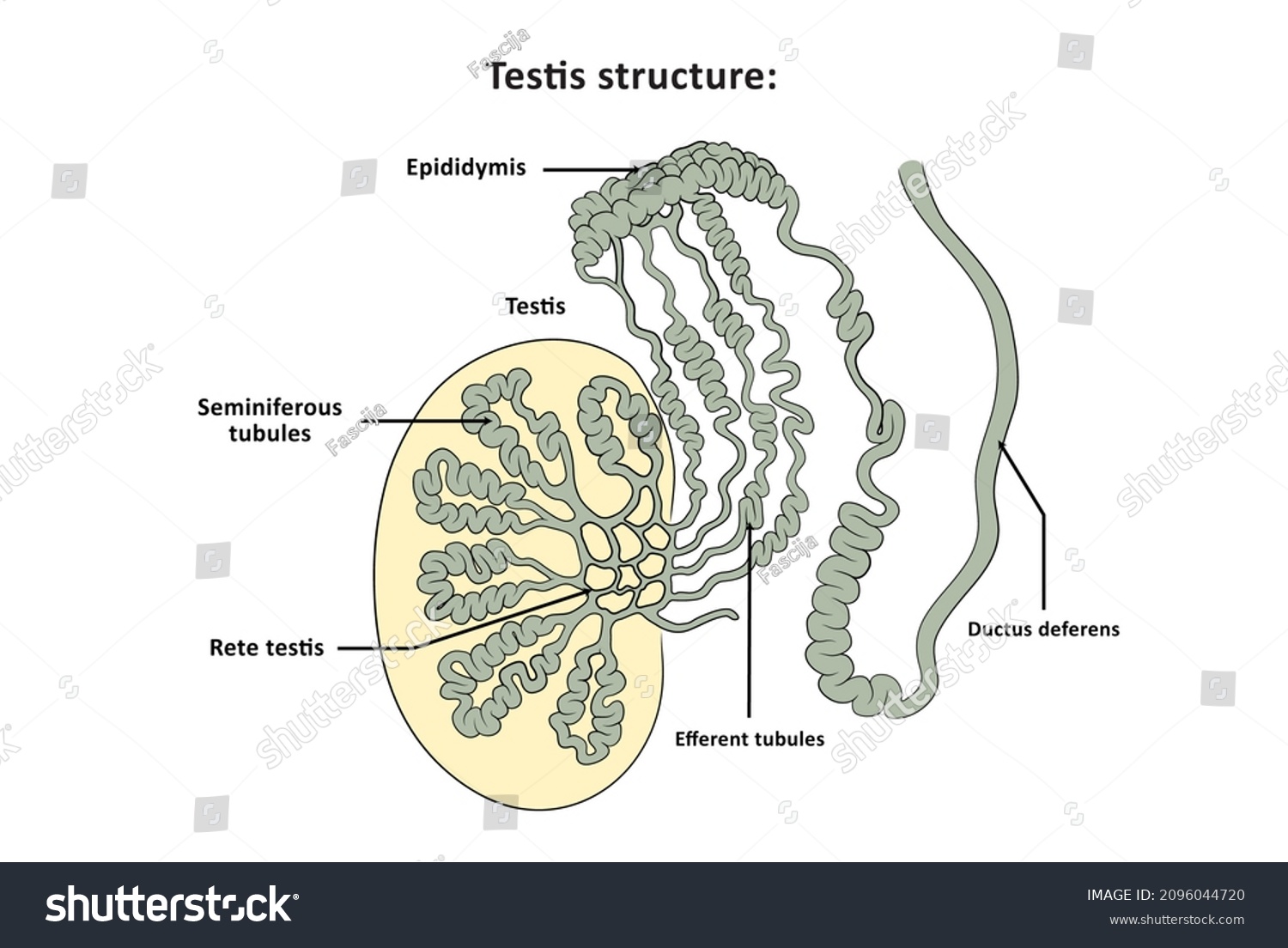 Sagittal Section Through Testis Exposing Key стоковая иллюстрация