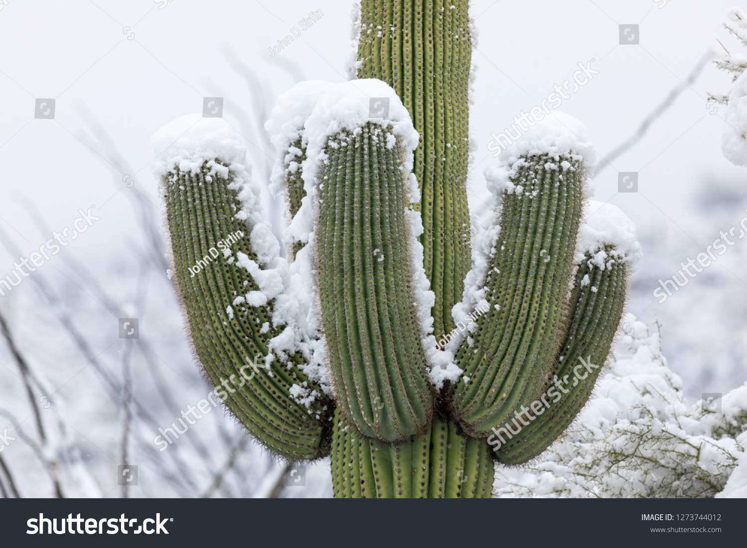 6,238 Cactus snow Images, Stock Photos & Vectors | Shutterstock