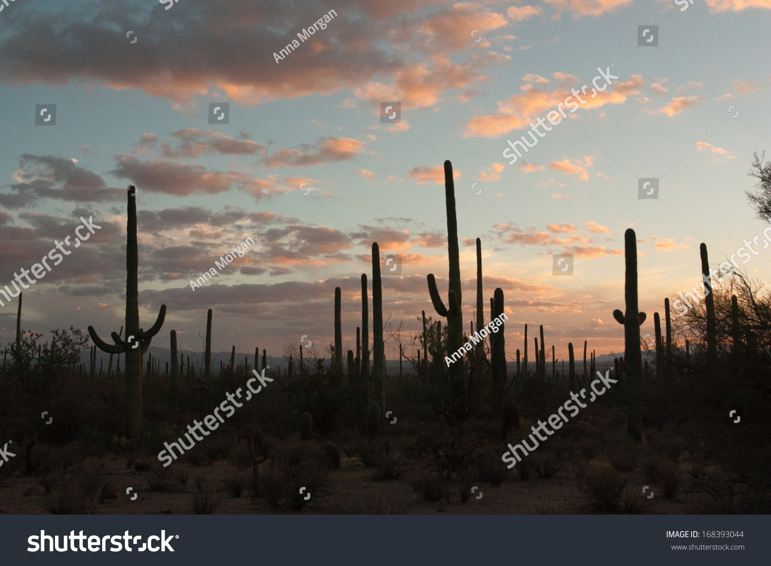 Saguaro Cactus Silhouette With Vivid Sunset In Tucson, Arizona Stock ...