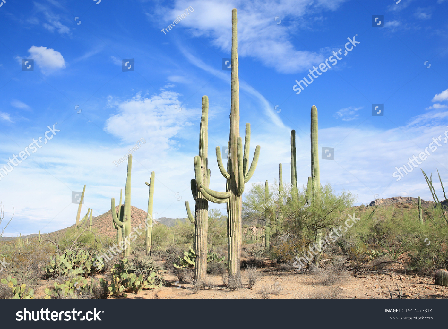 Saguaro Images, Stock Photos & Vectors | Shutterstock