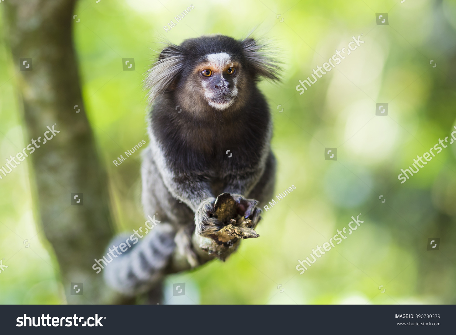 ブラジルのリオデジャネイロの野生のサグイ猿 黒い房状のマルモセット ペニシラタ は 主にブラジル中央台地のネオ熱帯のギャラリー林に住んでいる の写真素材 今すぐ編集