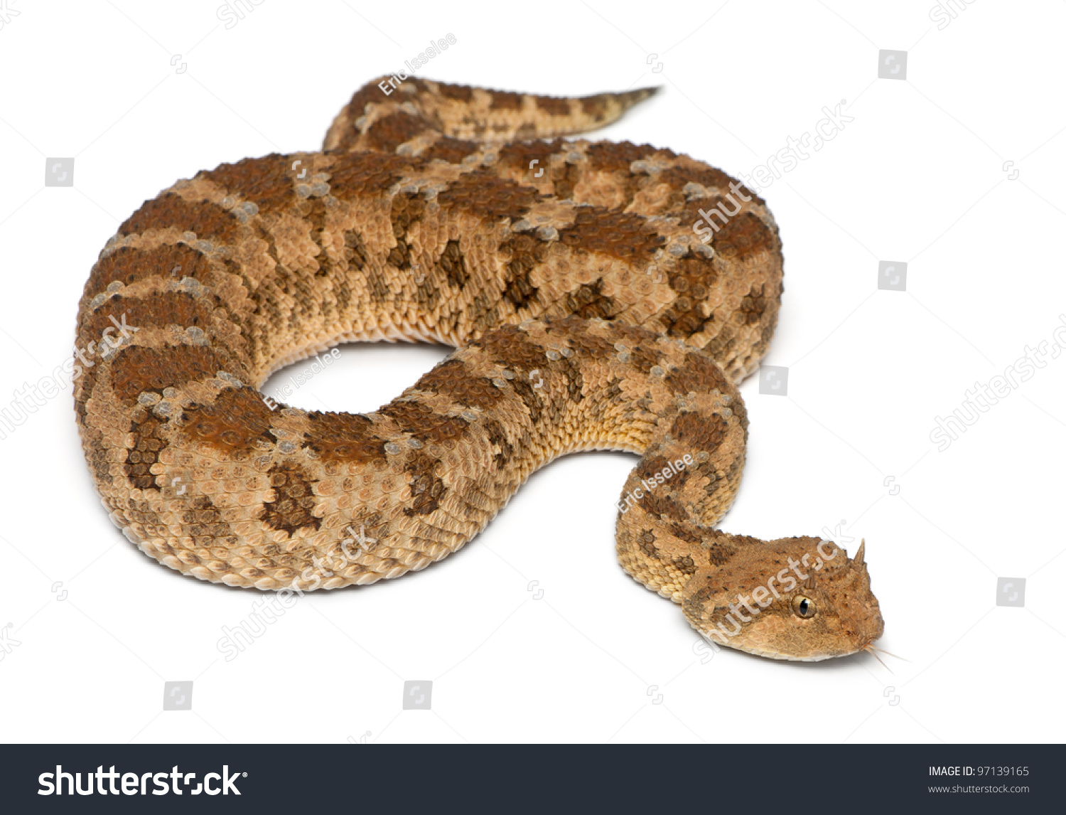  Coral Classic  Template Design Featuring Saharan Horned Viper